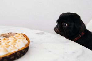 Friendly Foods You Can Share with Your Pet