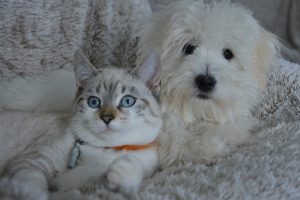 Tips For Pets With Noise Phobia